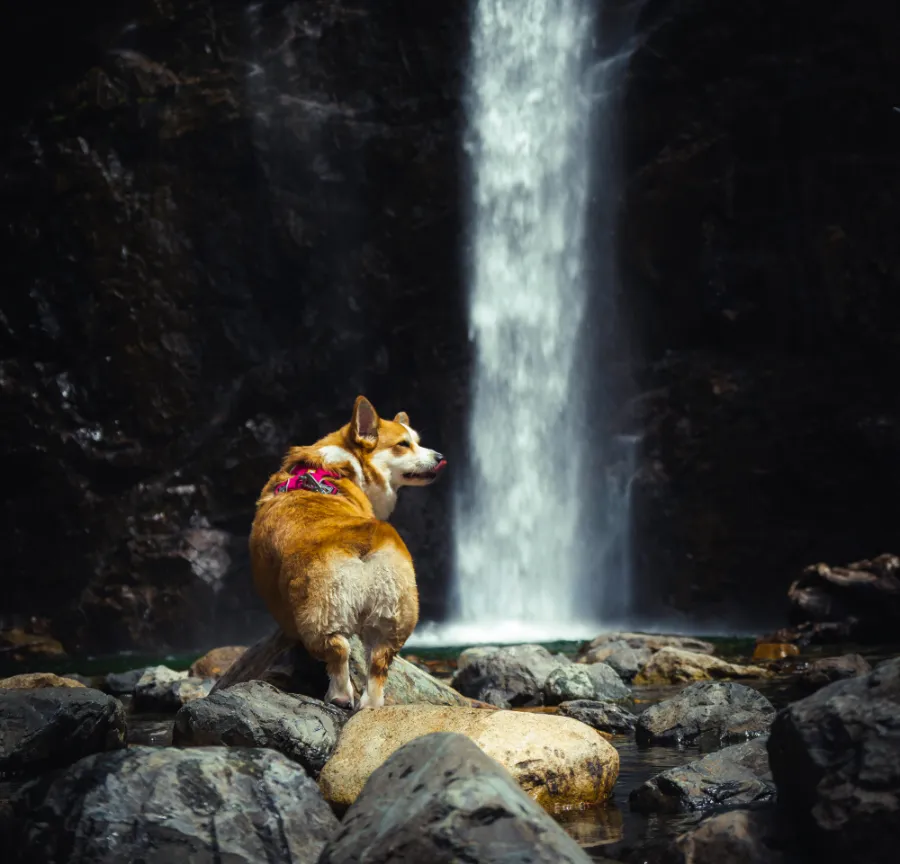 Corgi at the Falls