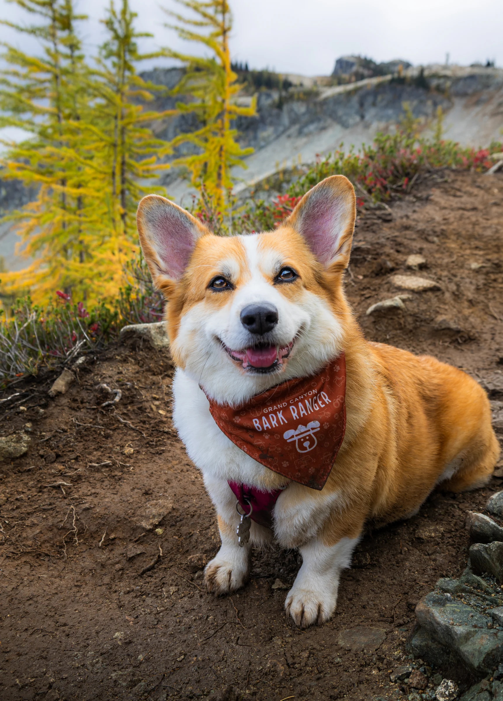 Bark Ranger in the Larches