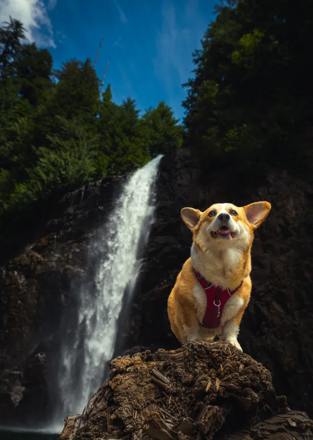 Corgi Below the Falls